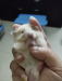 Syrian Hamster